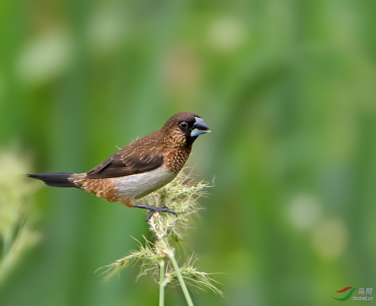 愛吃稗子的白腰文鳥