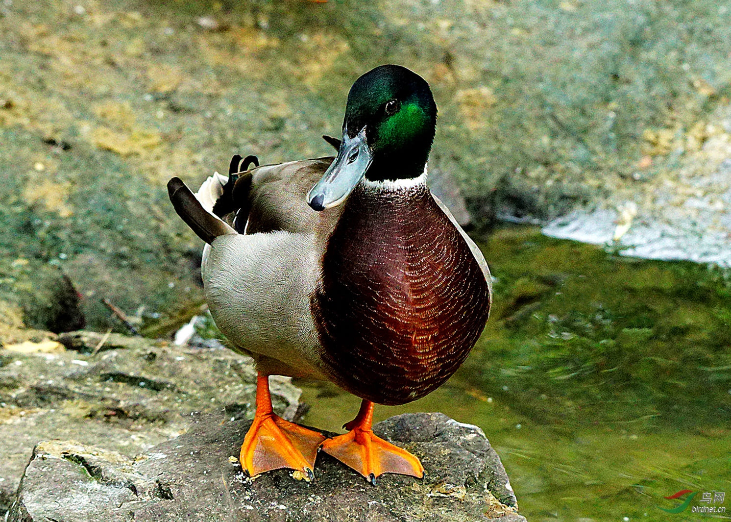 DSC00116.JPG