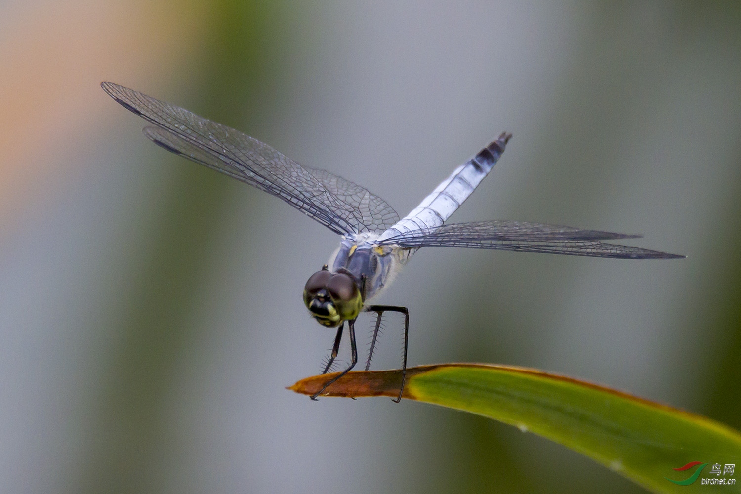 异色灰蜻