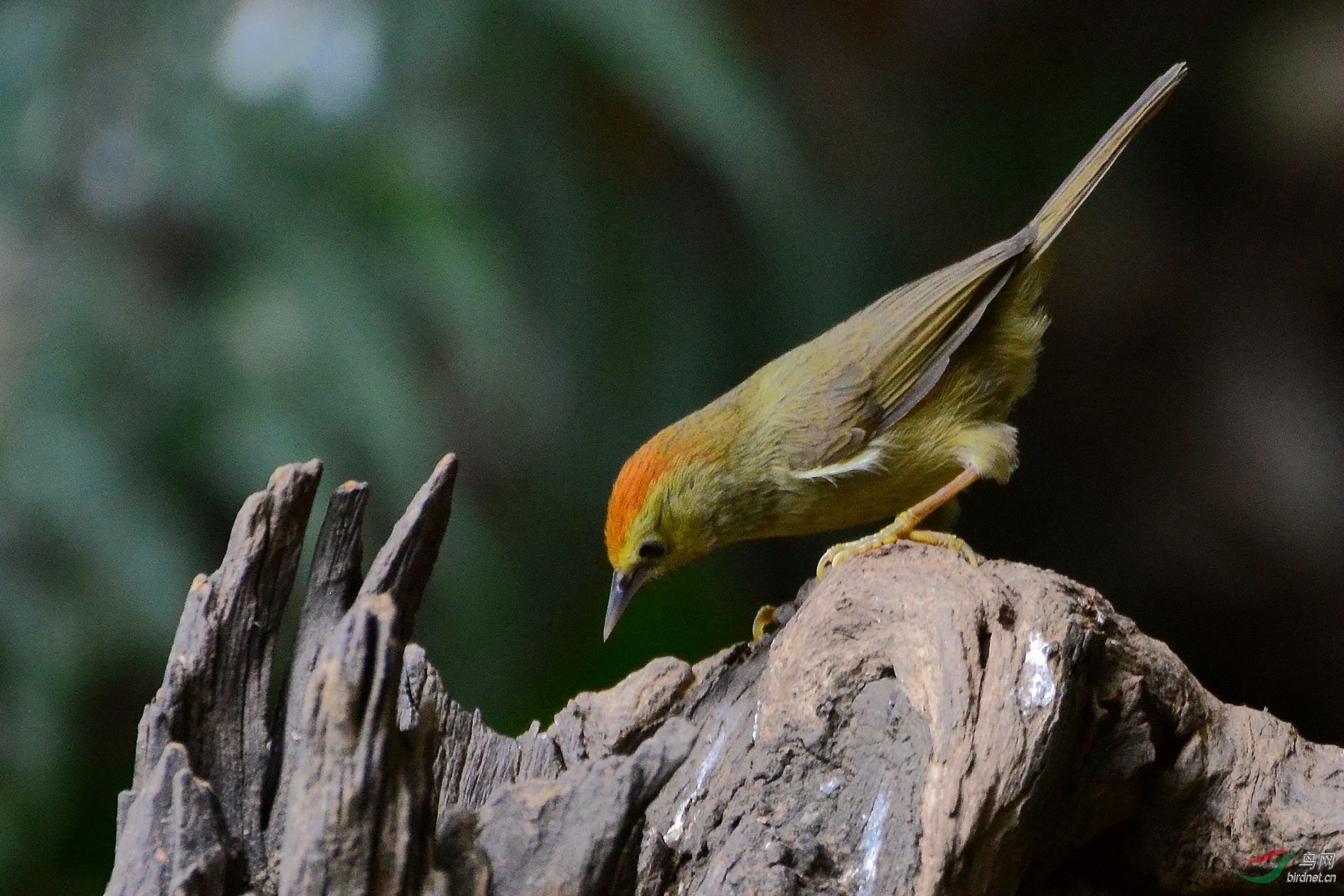 DSC_9763.JPG