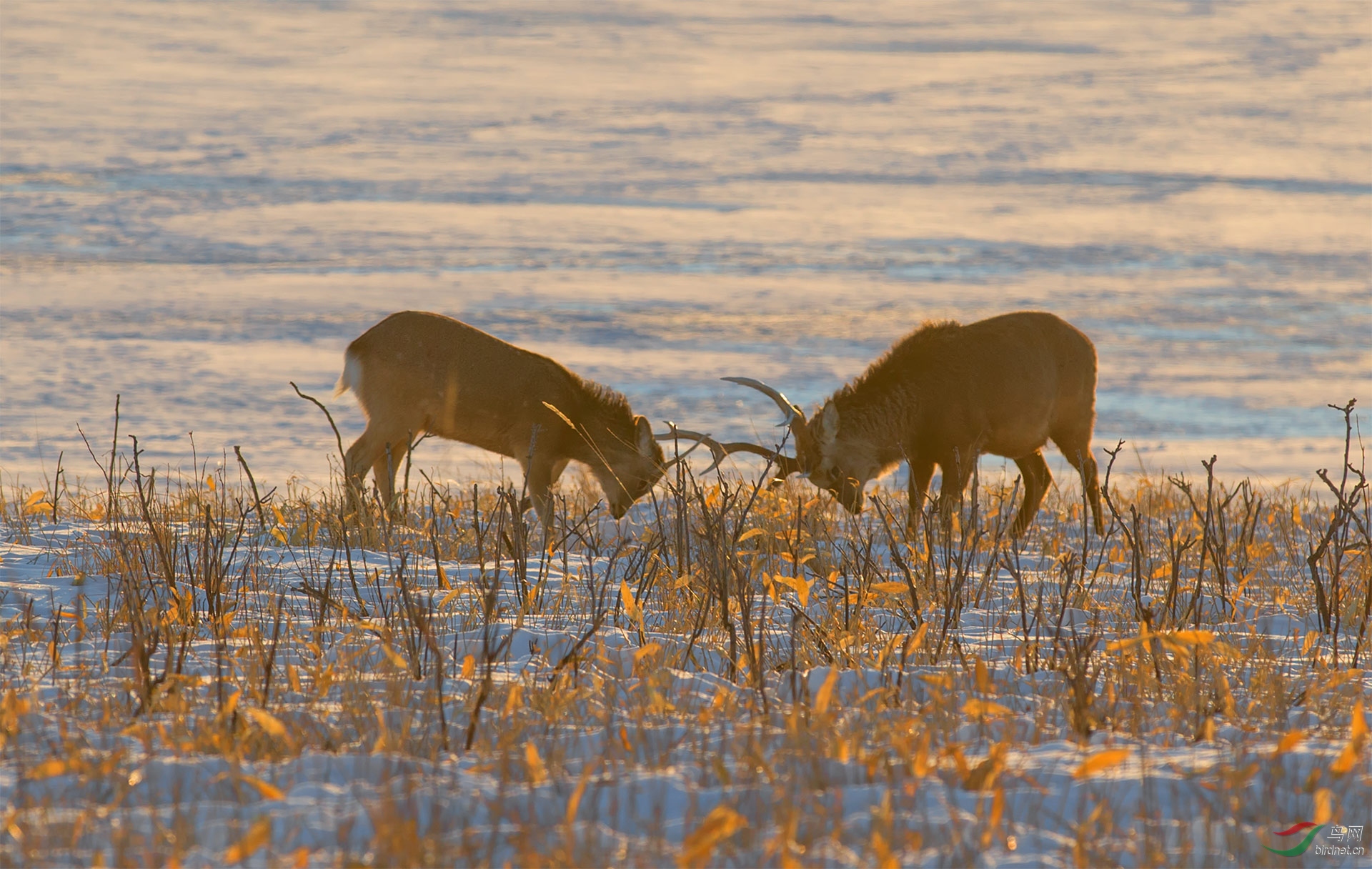 夕阳下嬉戏的虾夷鹿周末愉快
