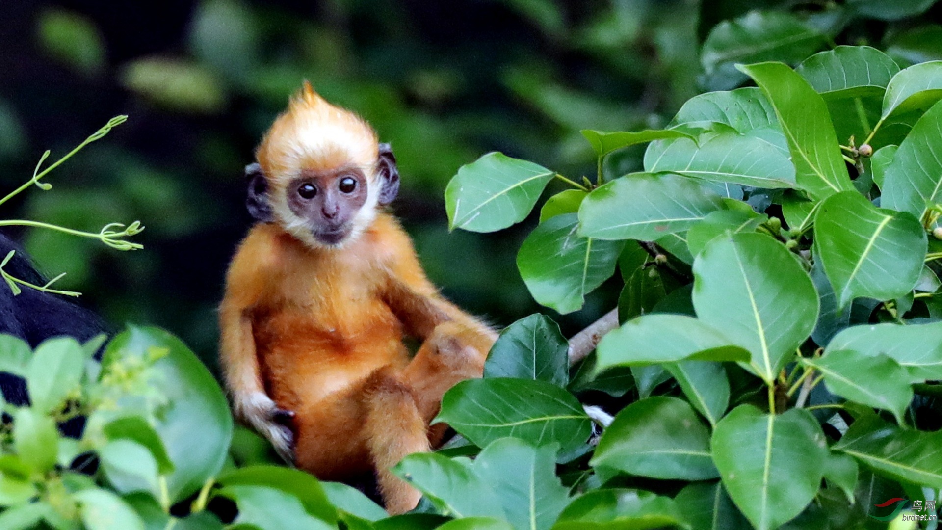 《小金童》(白头叶猴)