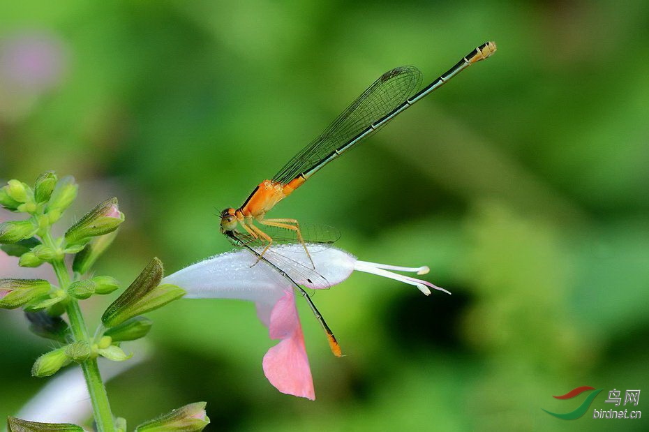 DSC_5901.jpg
