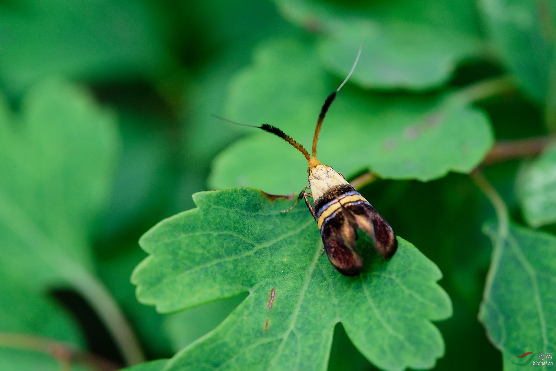 山林里的绒毛长角小蛾