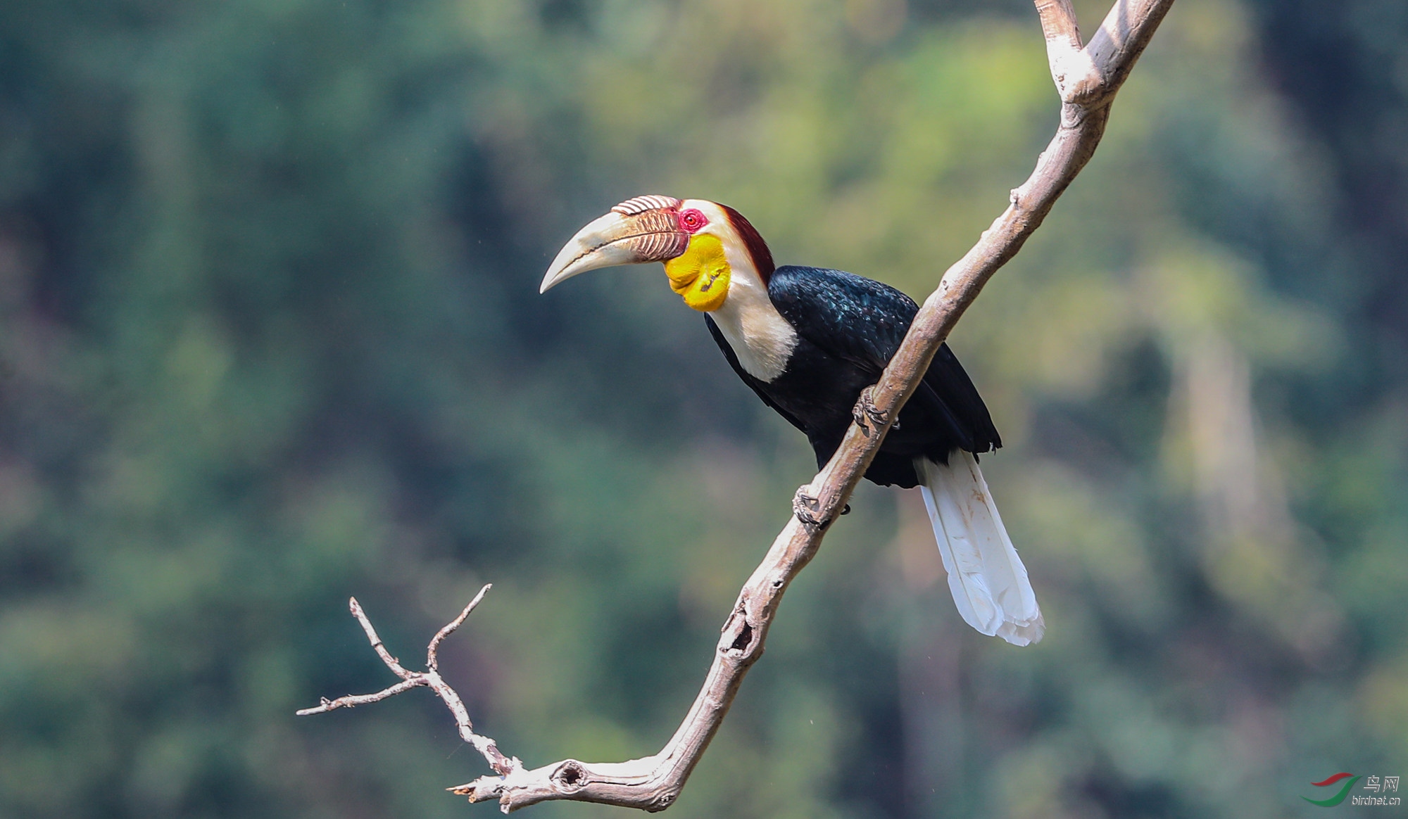花冠皱盔犀鸟在等待.