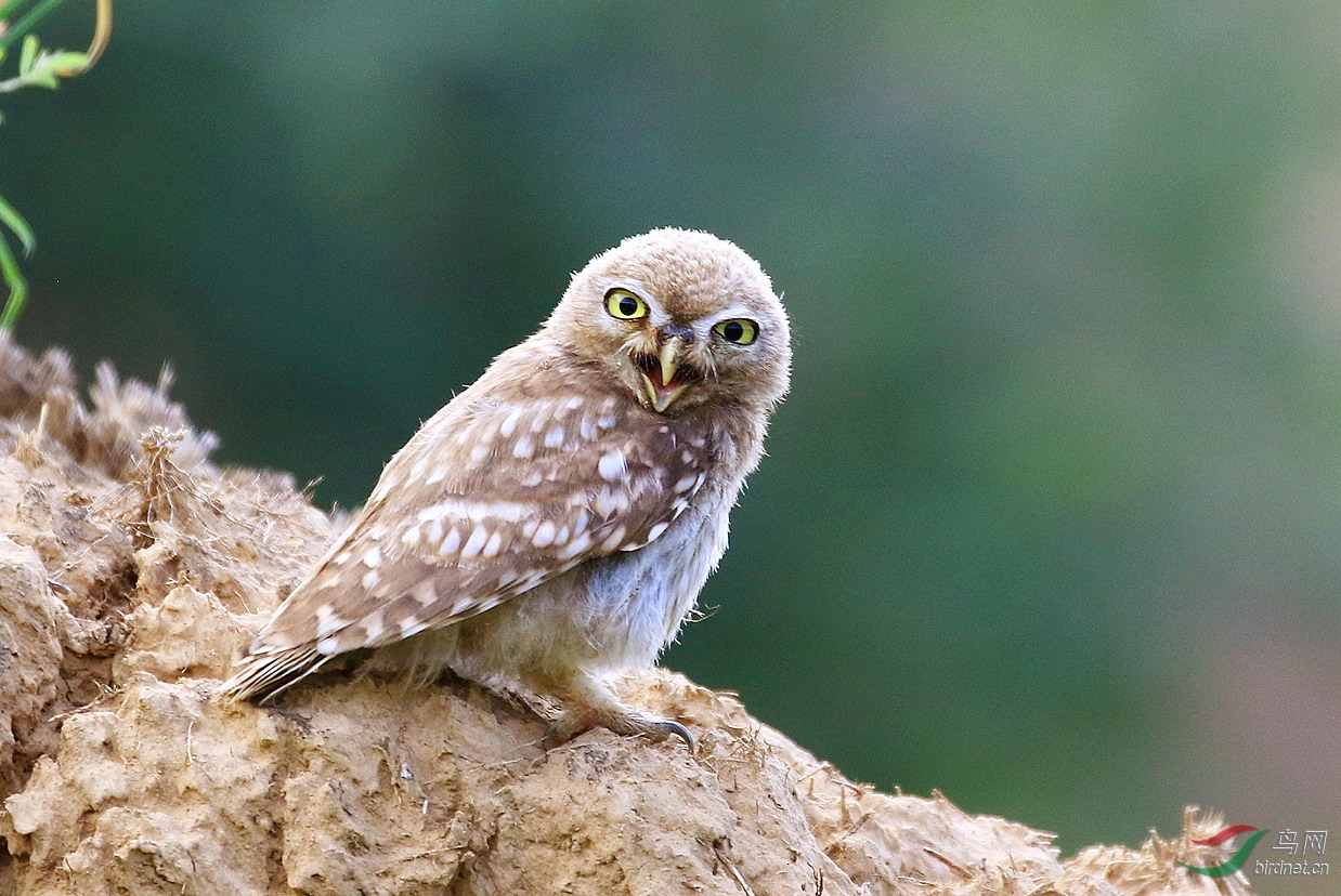 嗷嗷待哺(纵纹腹小鸮幼鸟)1520.jpg