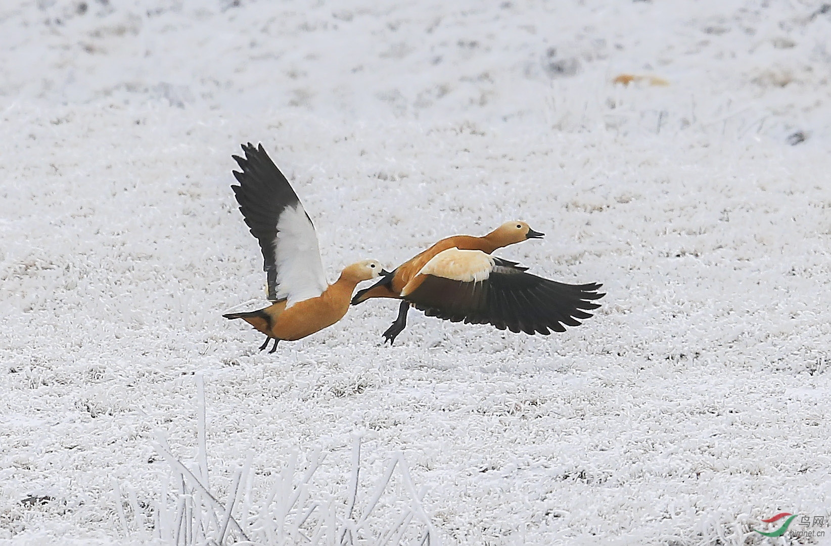 1aa- (4)-=��.jpg