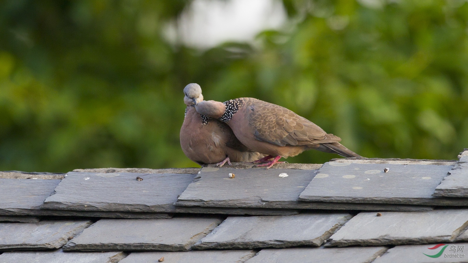 ���Ǿ�Ȼ������