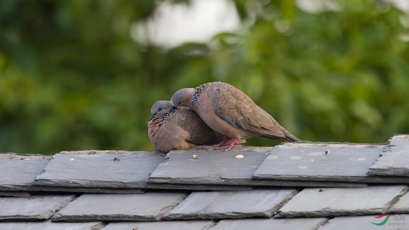 �������Ŷ���