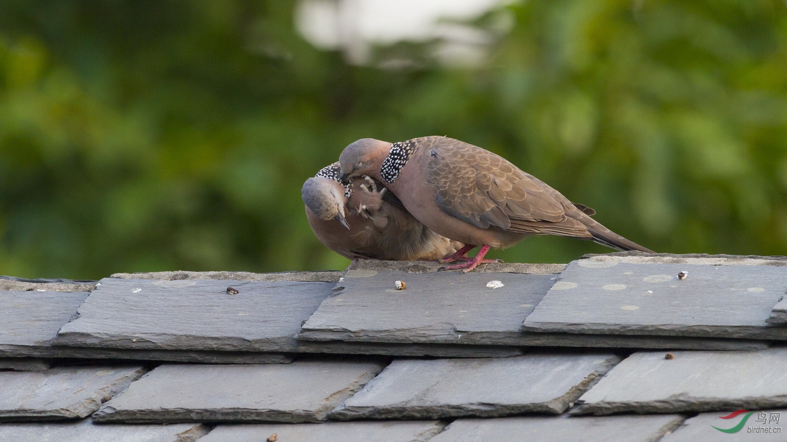 ������Ϊ��ذѸ���ƿ�