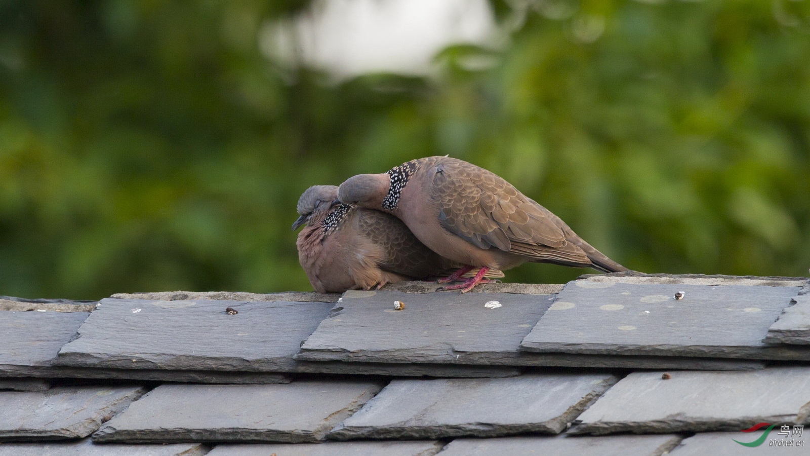 �������Ŷ�����������