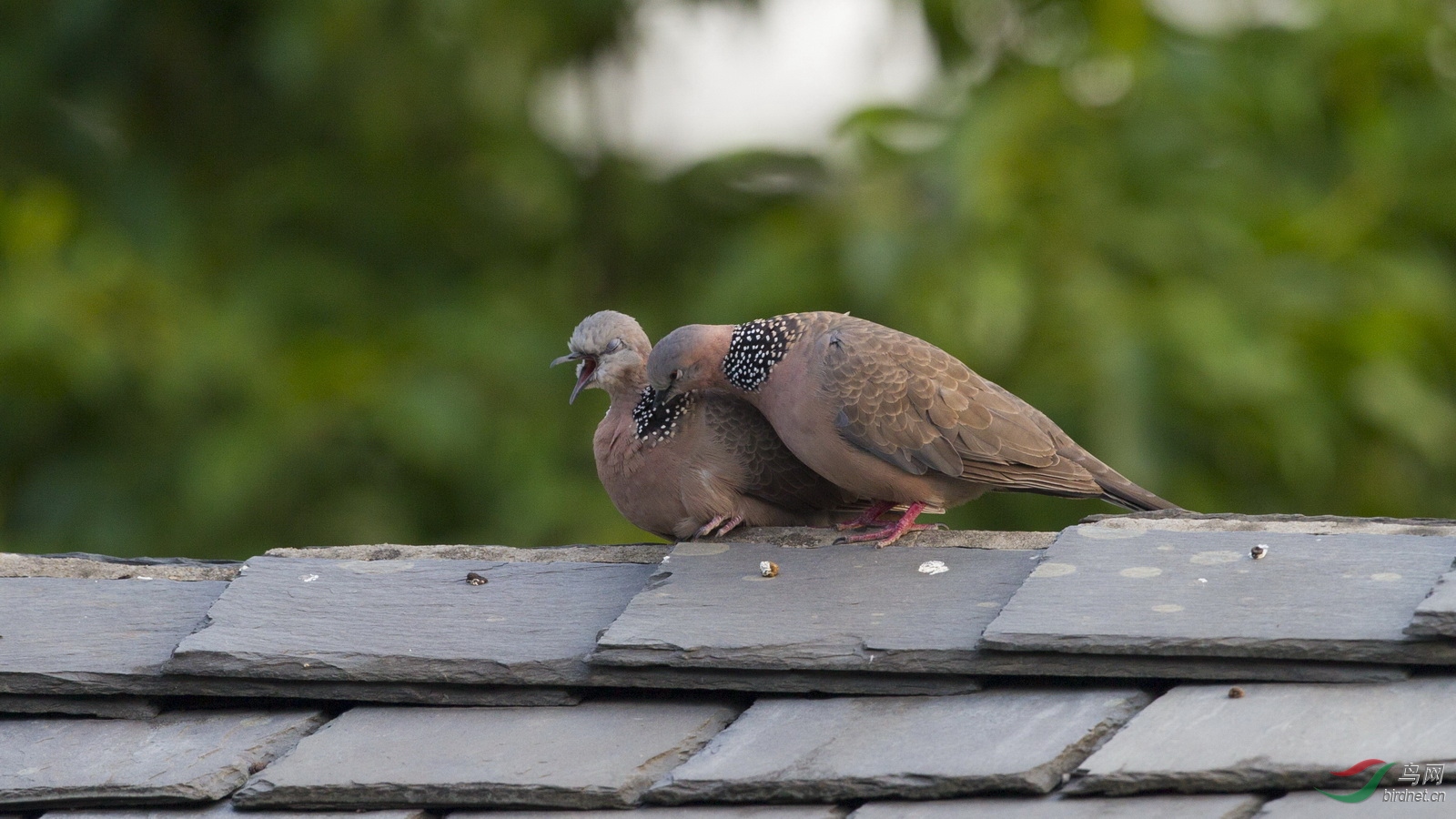 �������Ŷ���