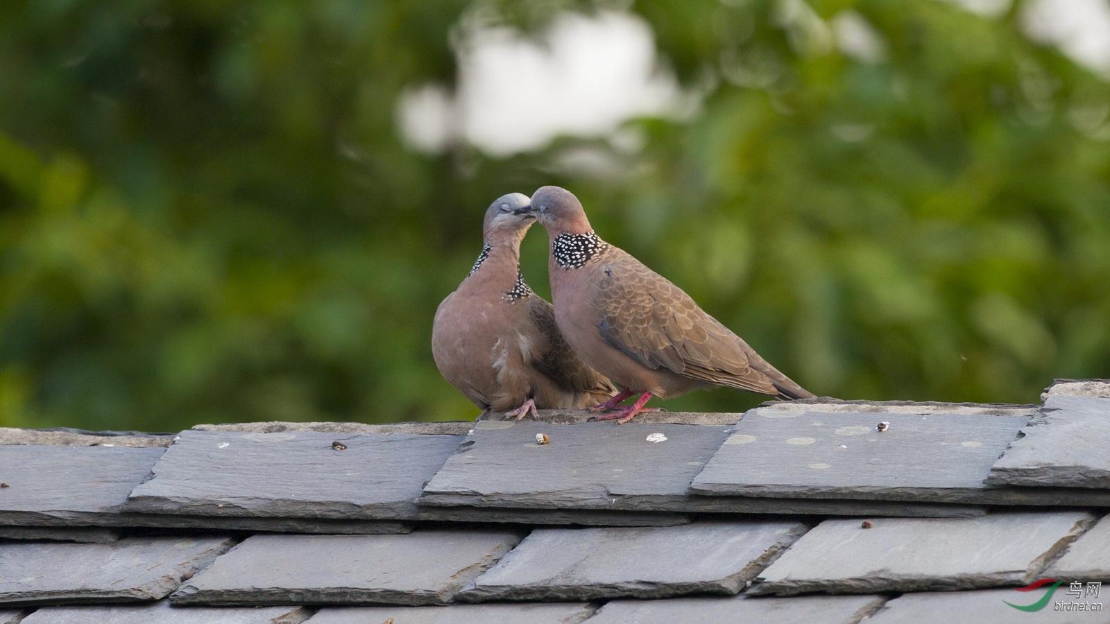 ���ǽ�����