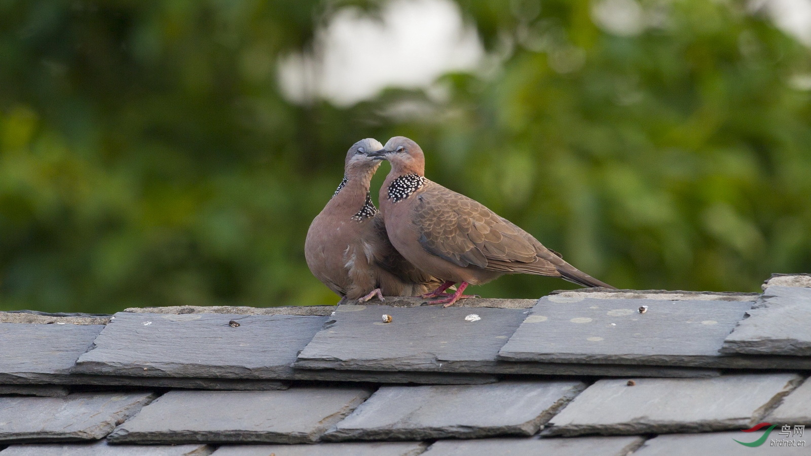 �����ڶ���