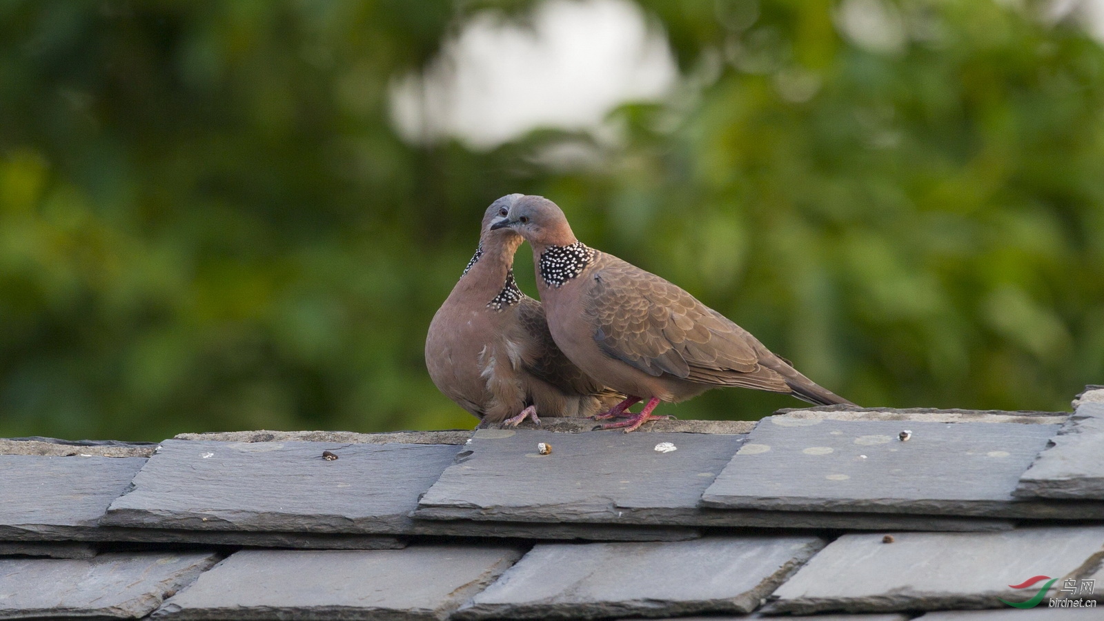 ���ø��߸��������͵��