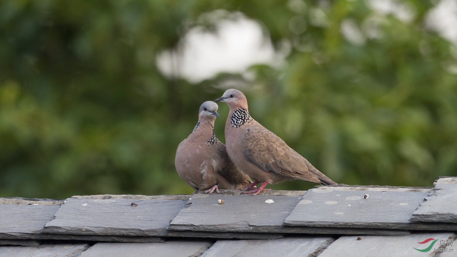 ����ȡ���˹�ʶ����������