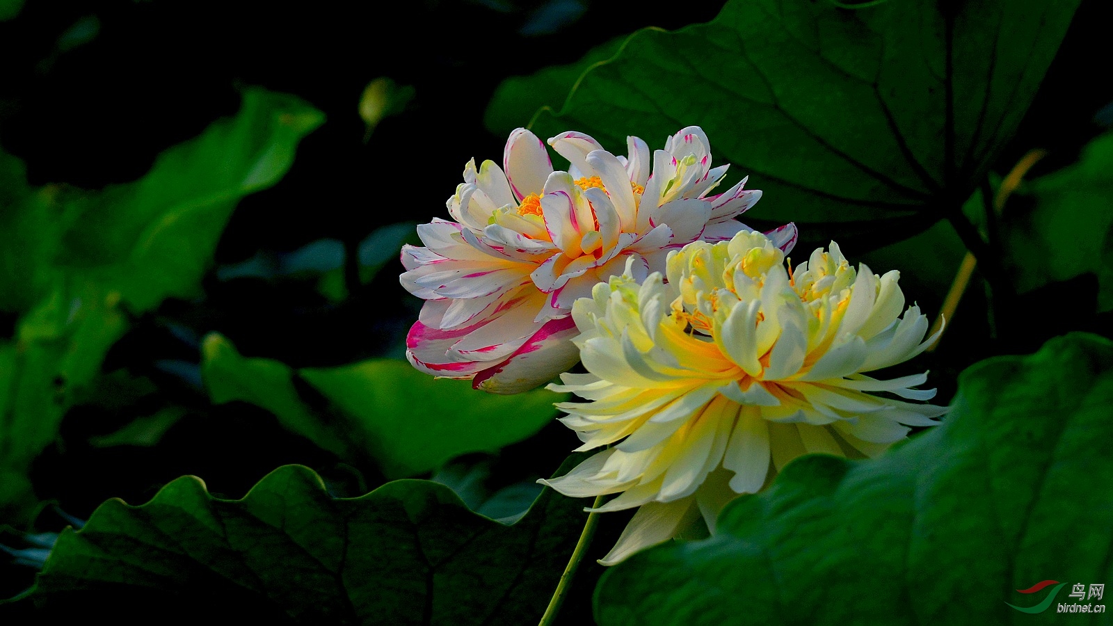 DSC_4518.JPG