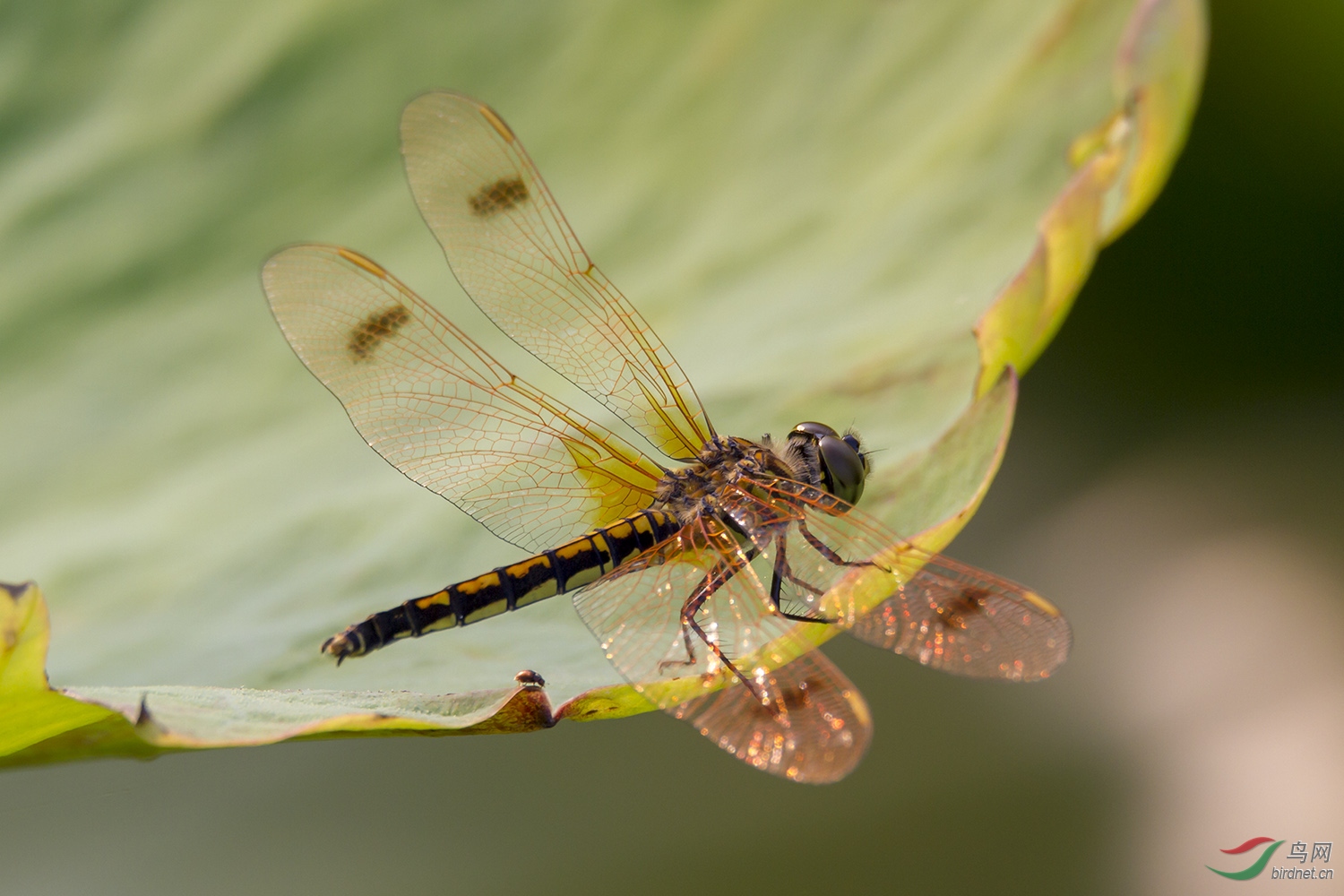 异色多纹蜻