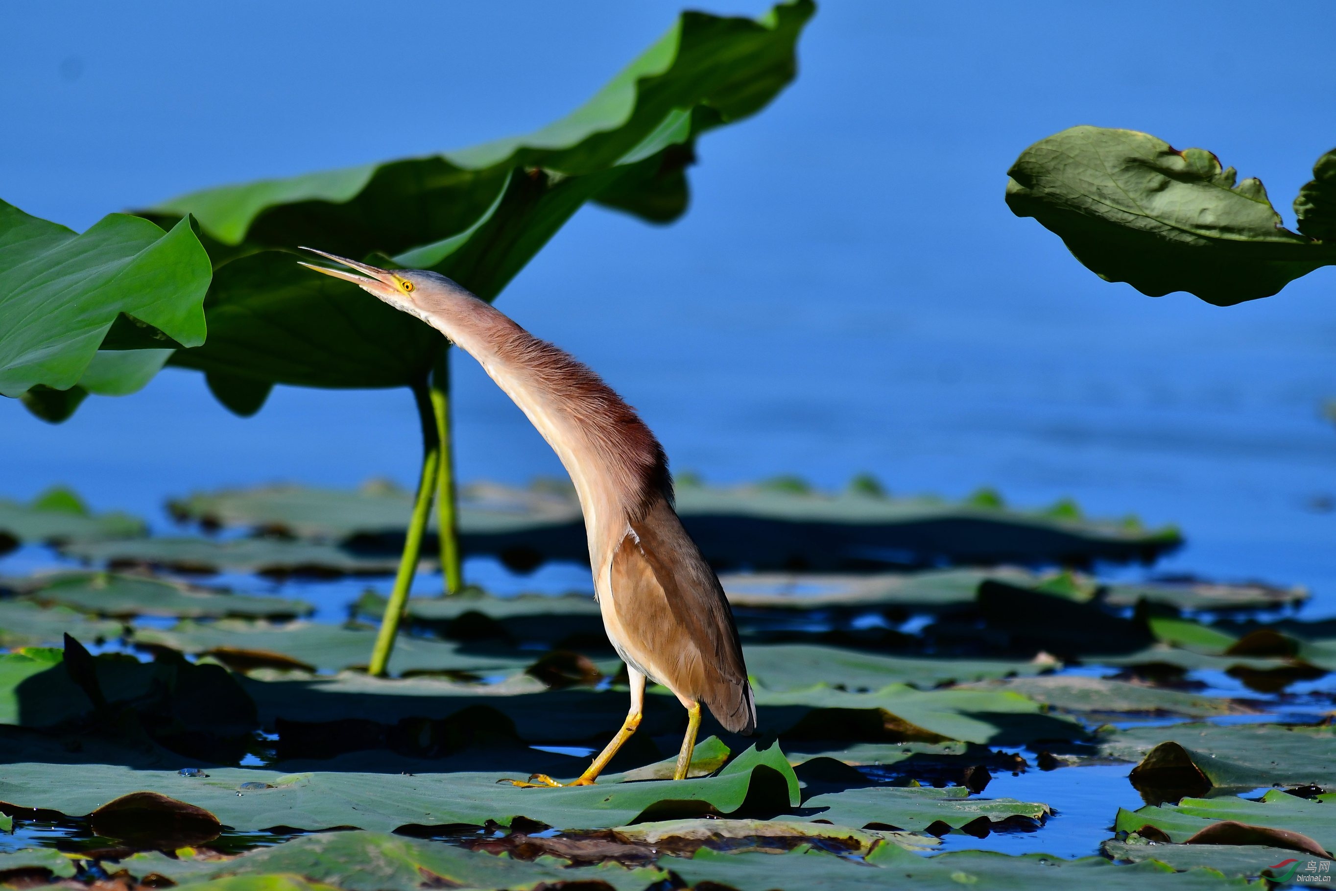 DSC_4612.JPG