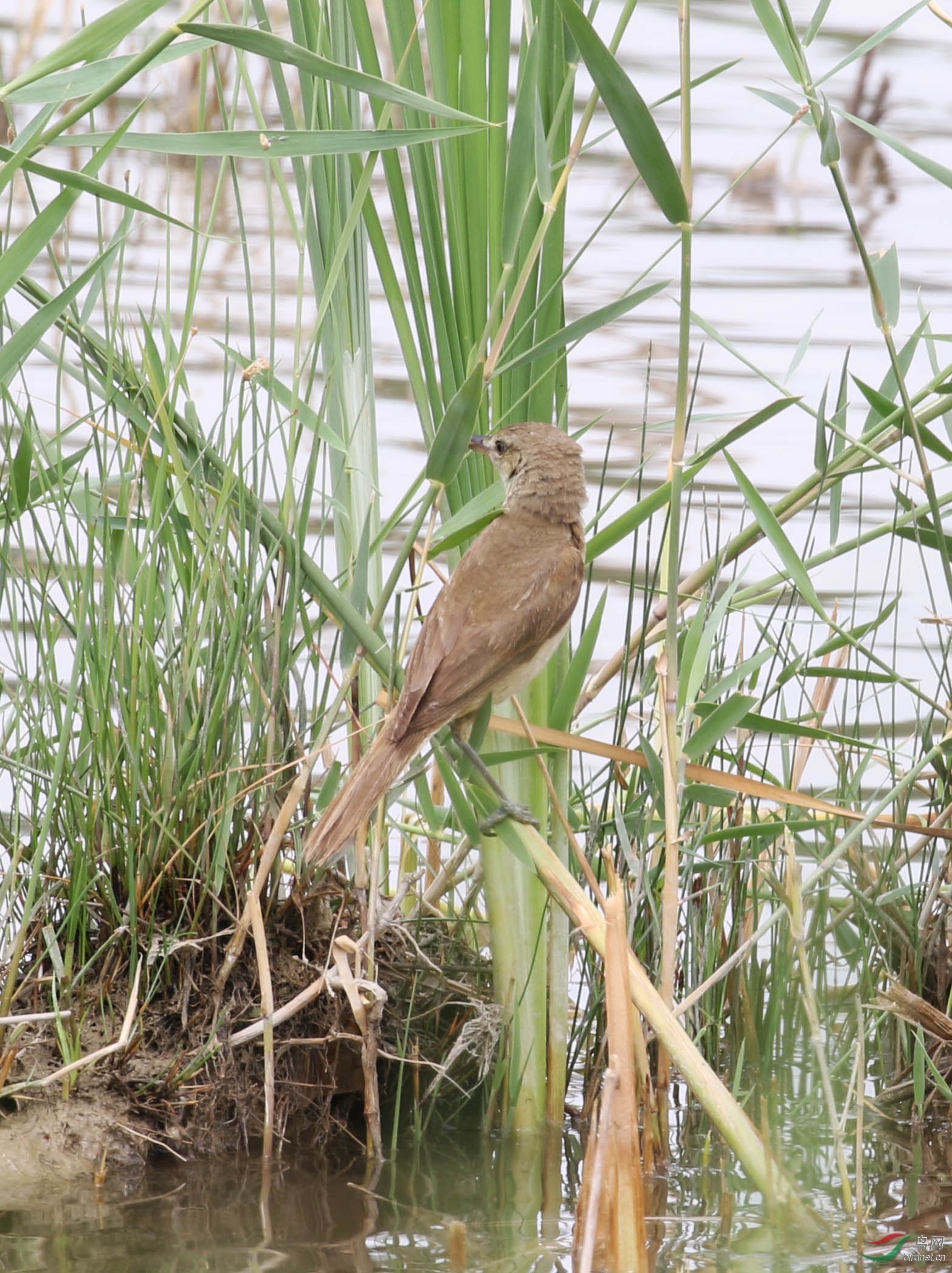 1G1A5025 ��������.jpg