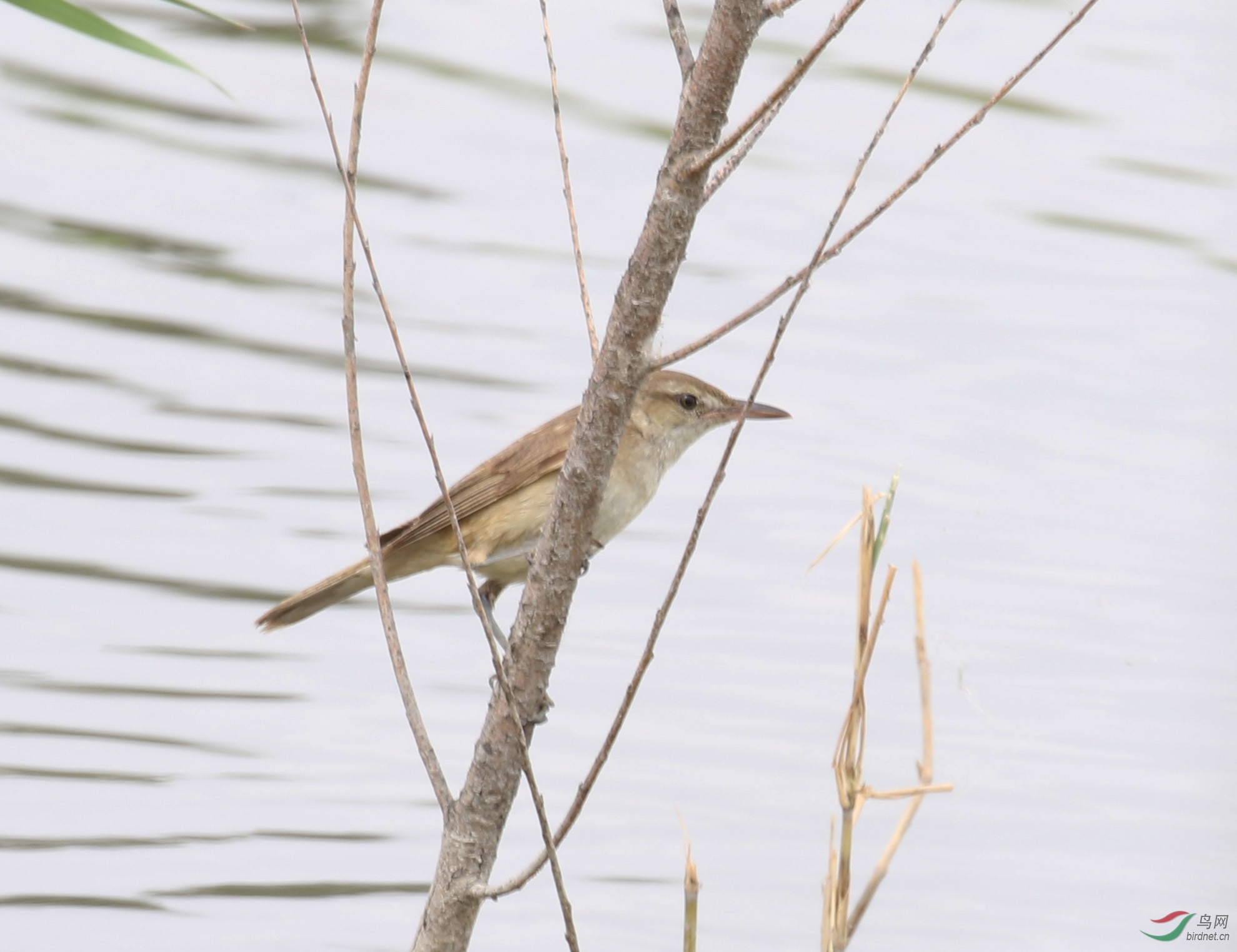 1G1A5028 ��������.JPG