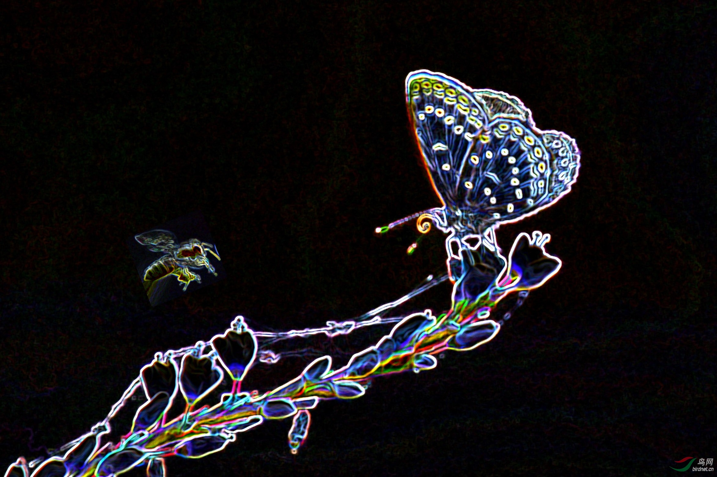 DSC_1851_conew3.jpg