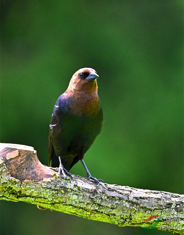 道貌岸然棕头牛鹂