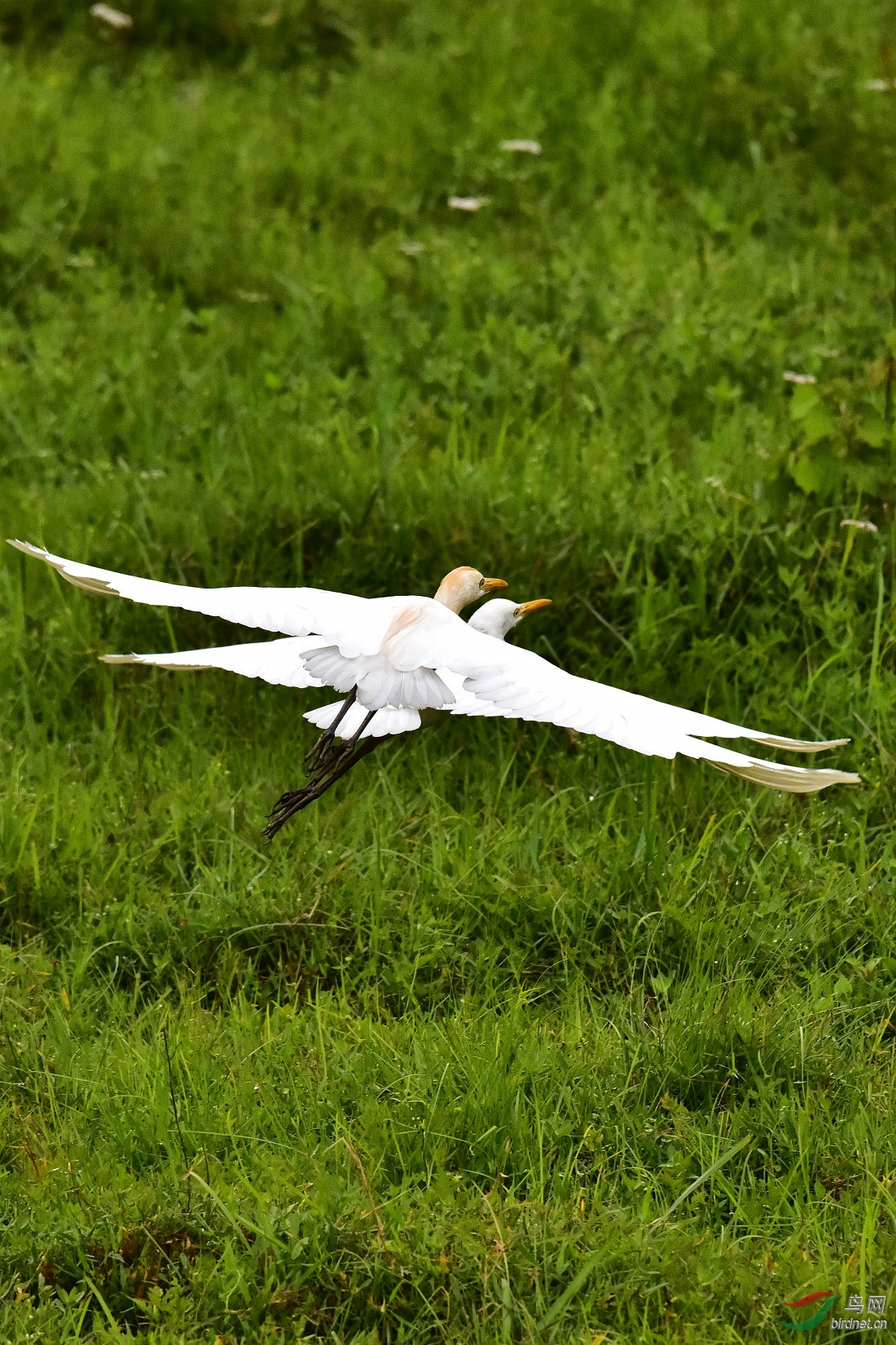 DSC_1007.JPG