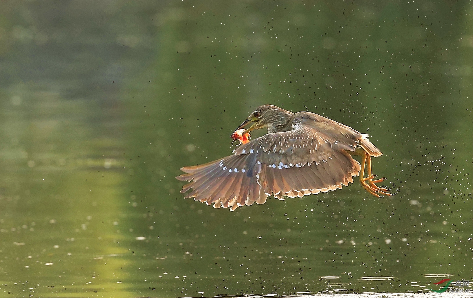 _I8T9931 (2)_����.jpg