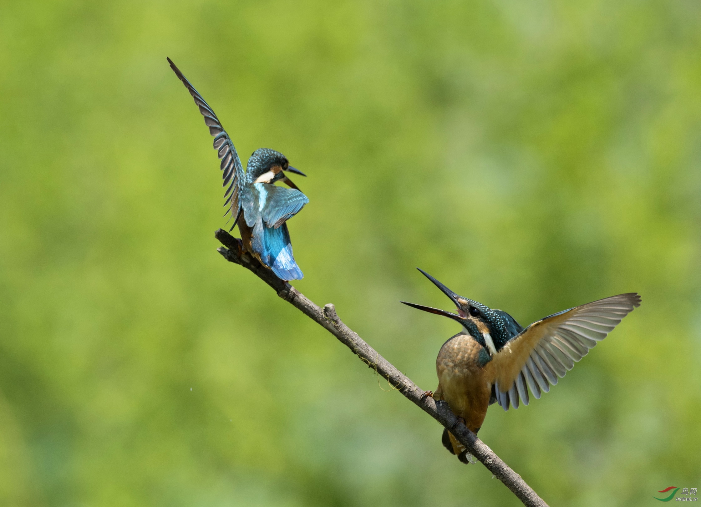 DSC_7370-1-1.jpg