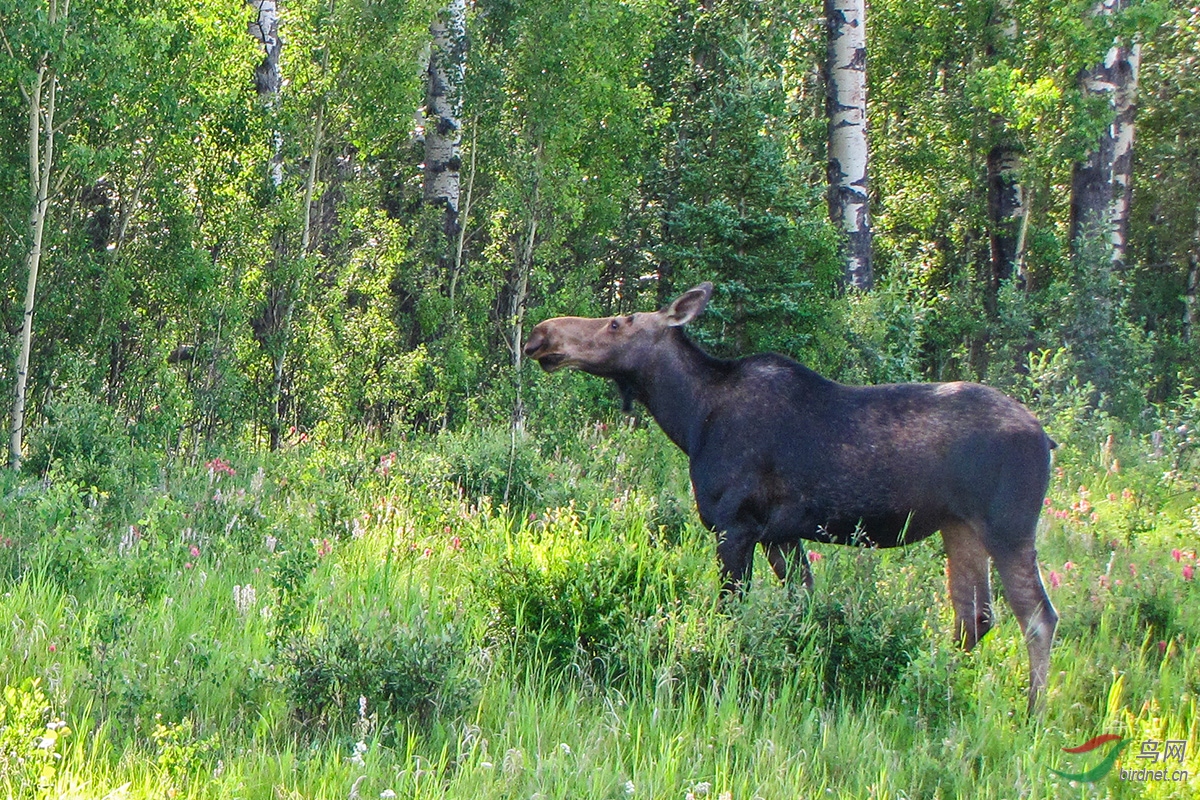 路边的驼鹿-祝贺荣获首页精华