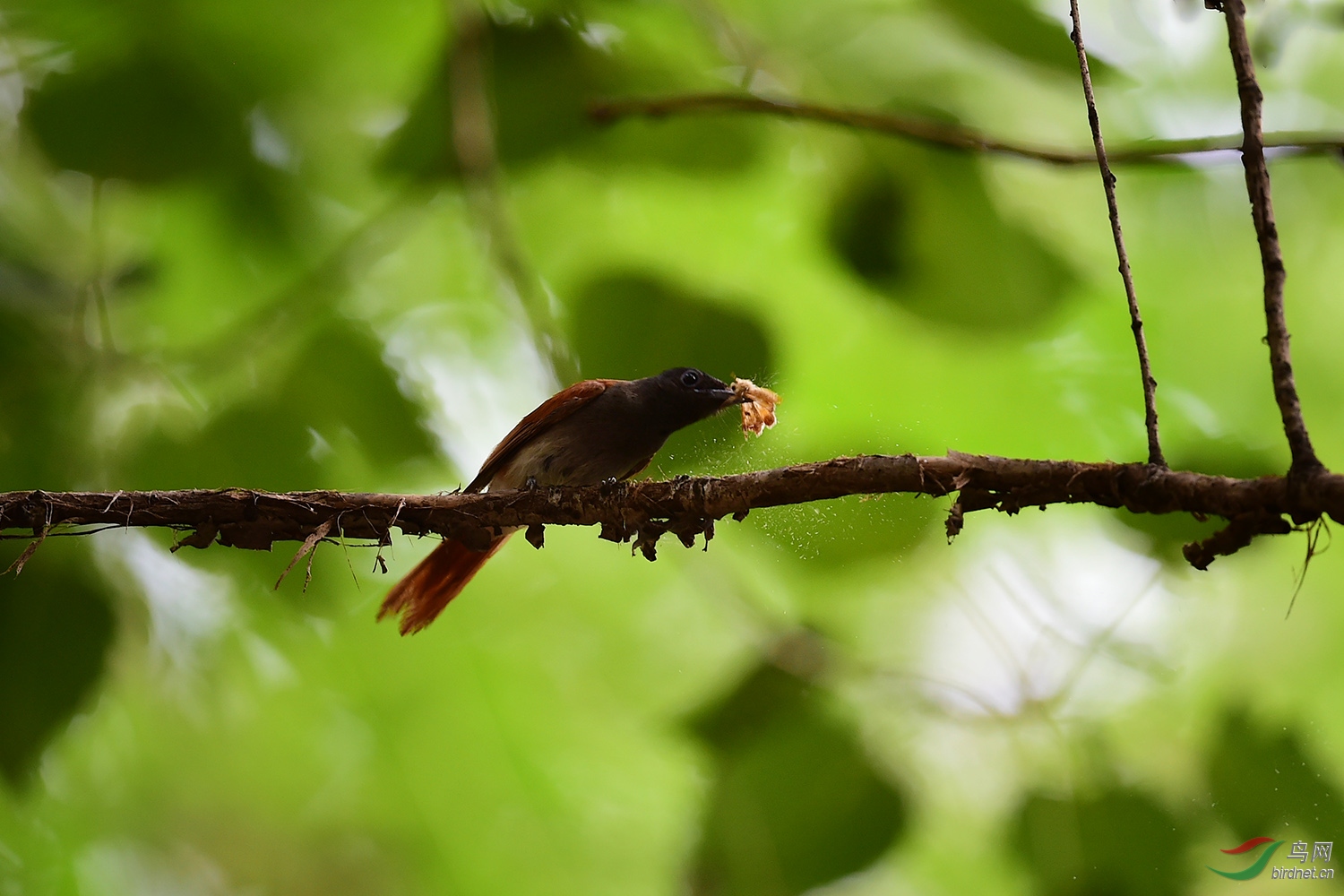 DSC_3797fb.jpg