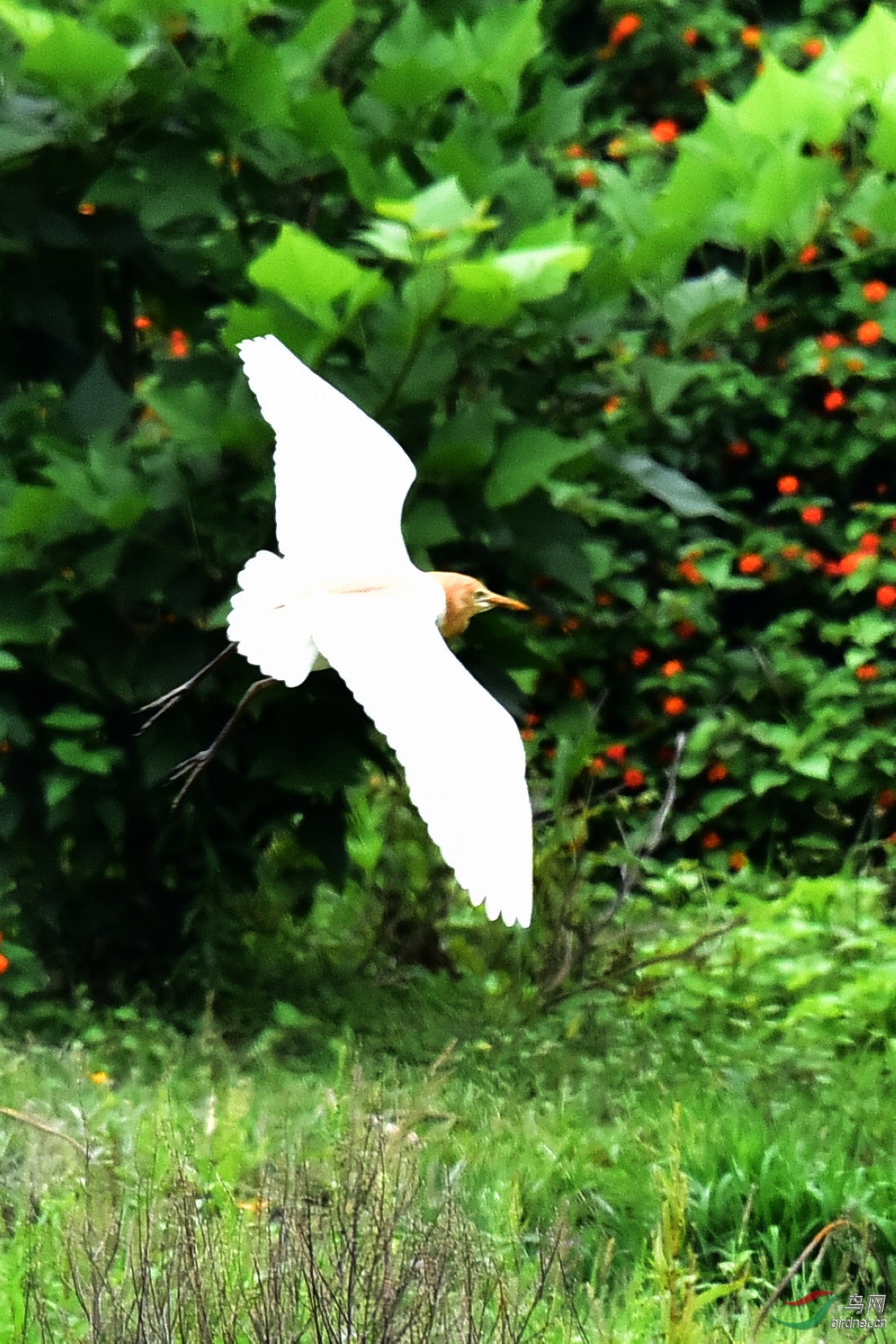 DSC_1011.JPG