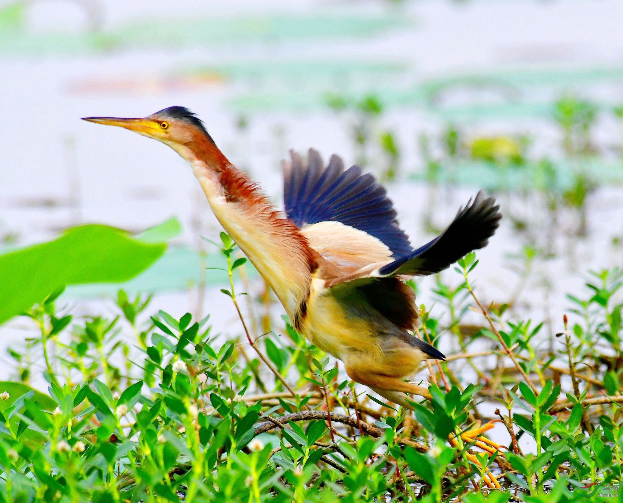 DSC_3255.JPG