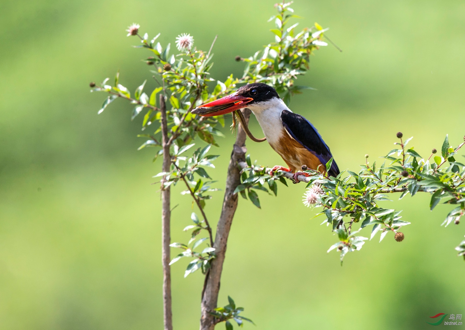 BW4Q9635 - ���� - ����_����.jpg