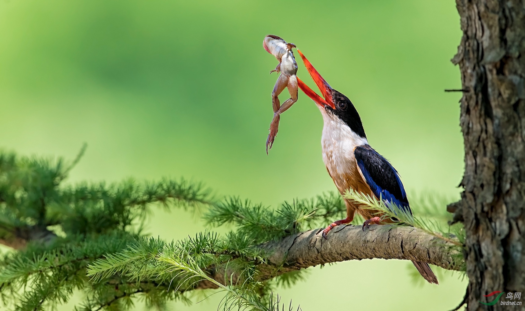 翠鸟戏青蛙祝贺荣获首页鸟类精华