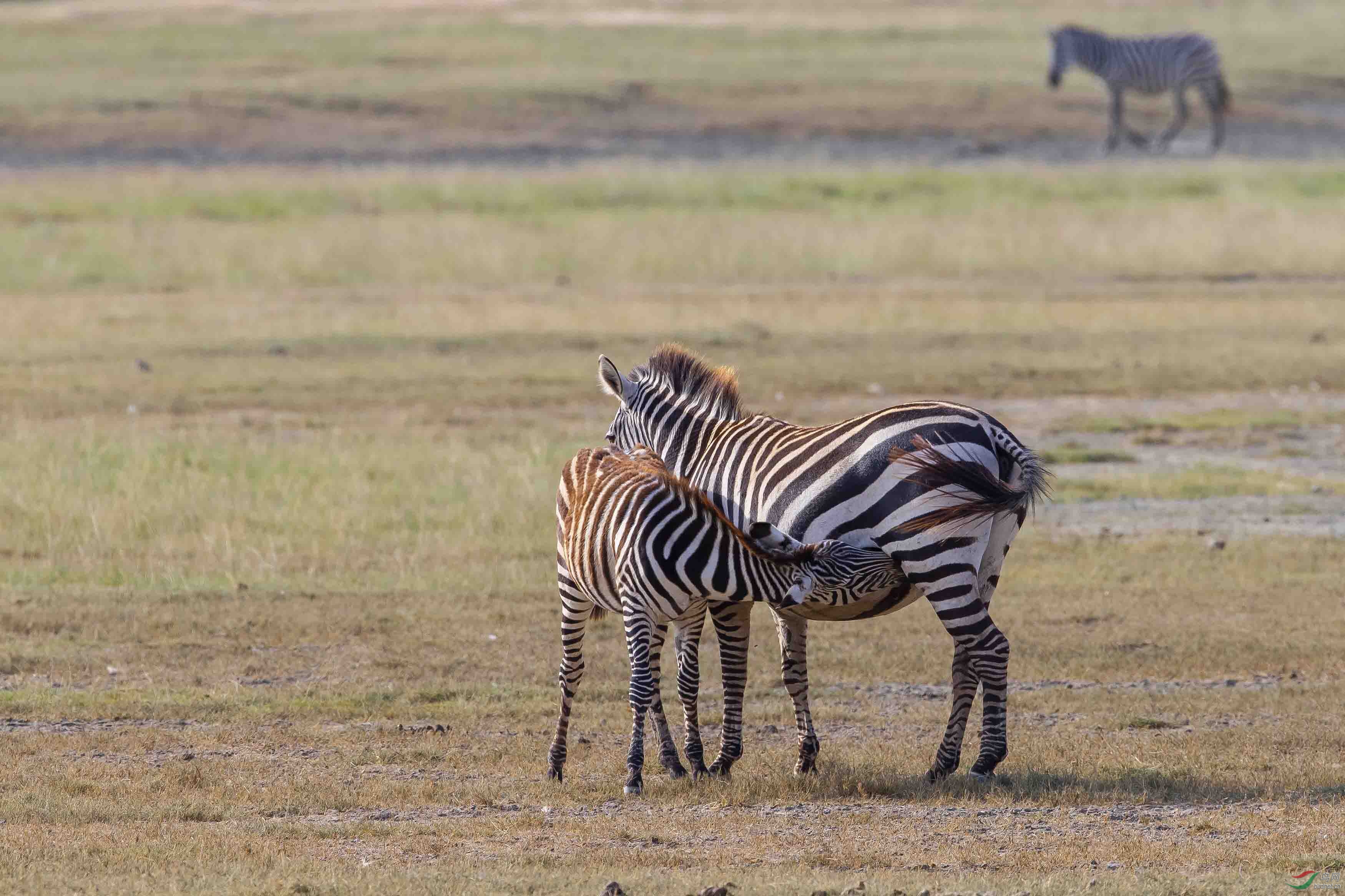 这么大了还吃奶——斑马母子