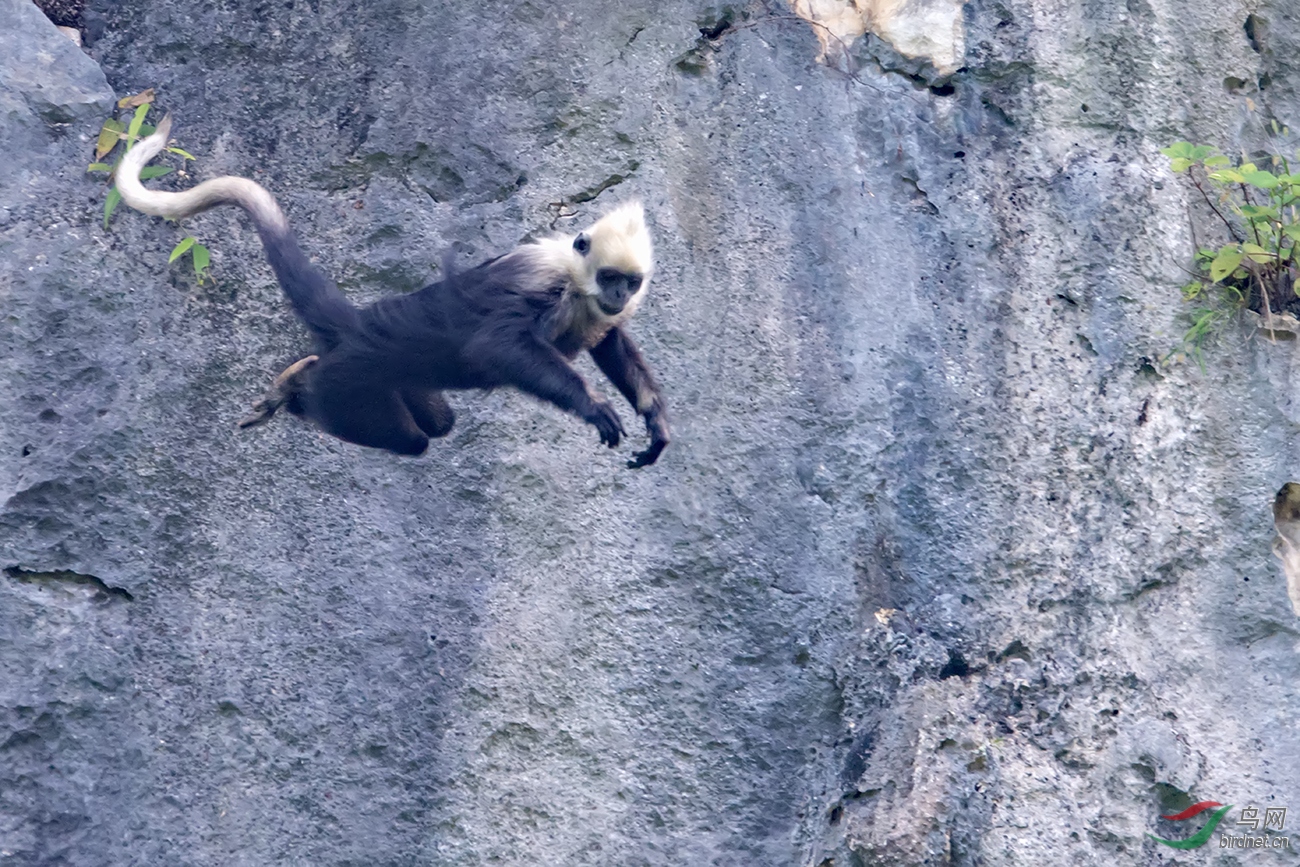 《高空跳崖》_——白头叶猴