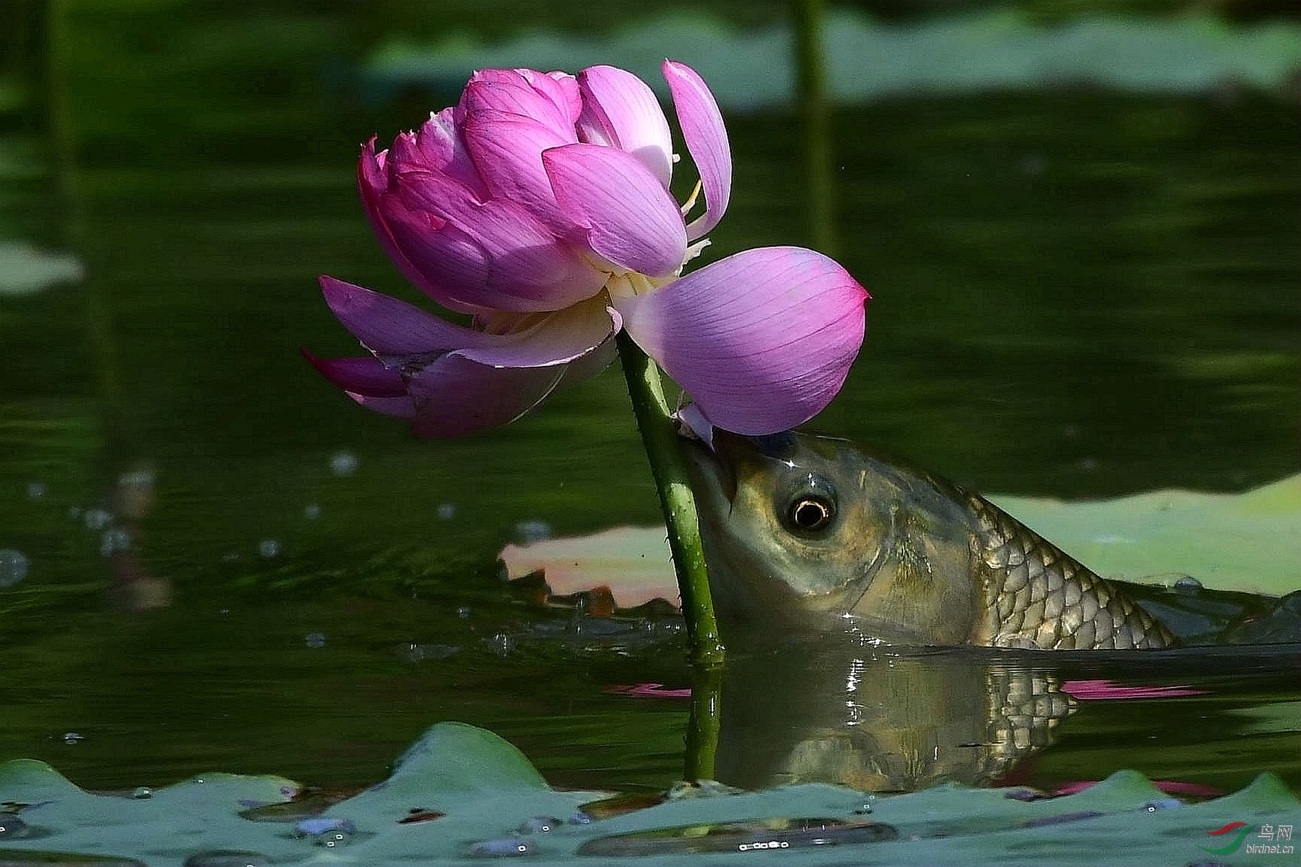 DSC_7711_����.jpg