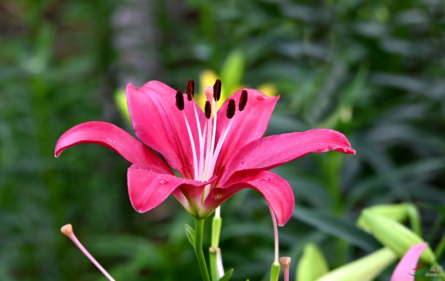香飘百合