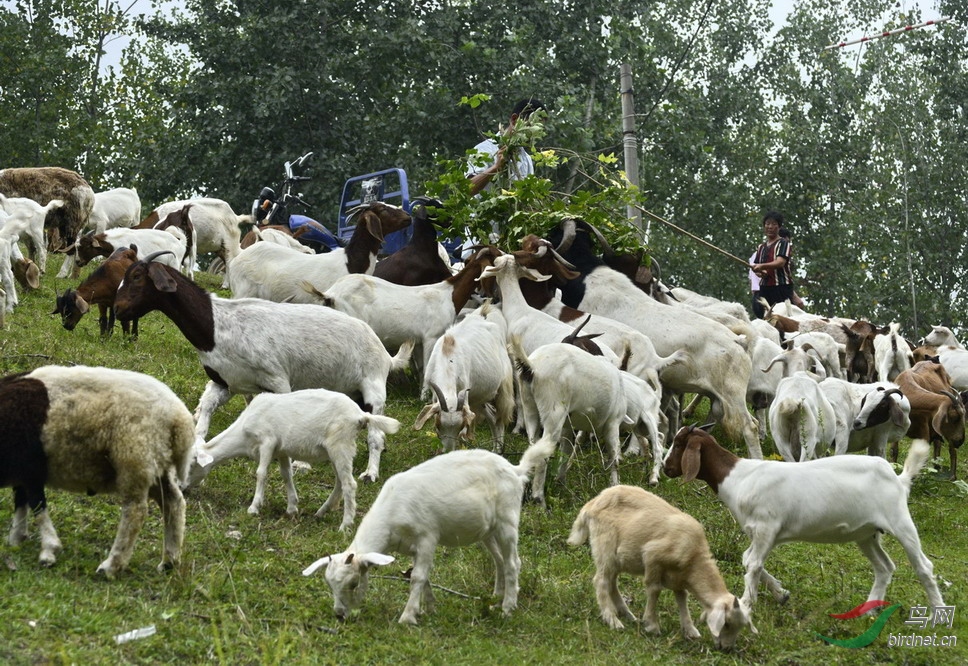 ���� _1082782.jpg