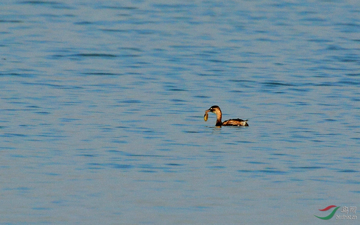 DSC_6184.JPG