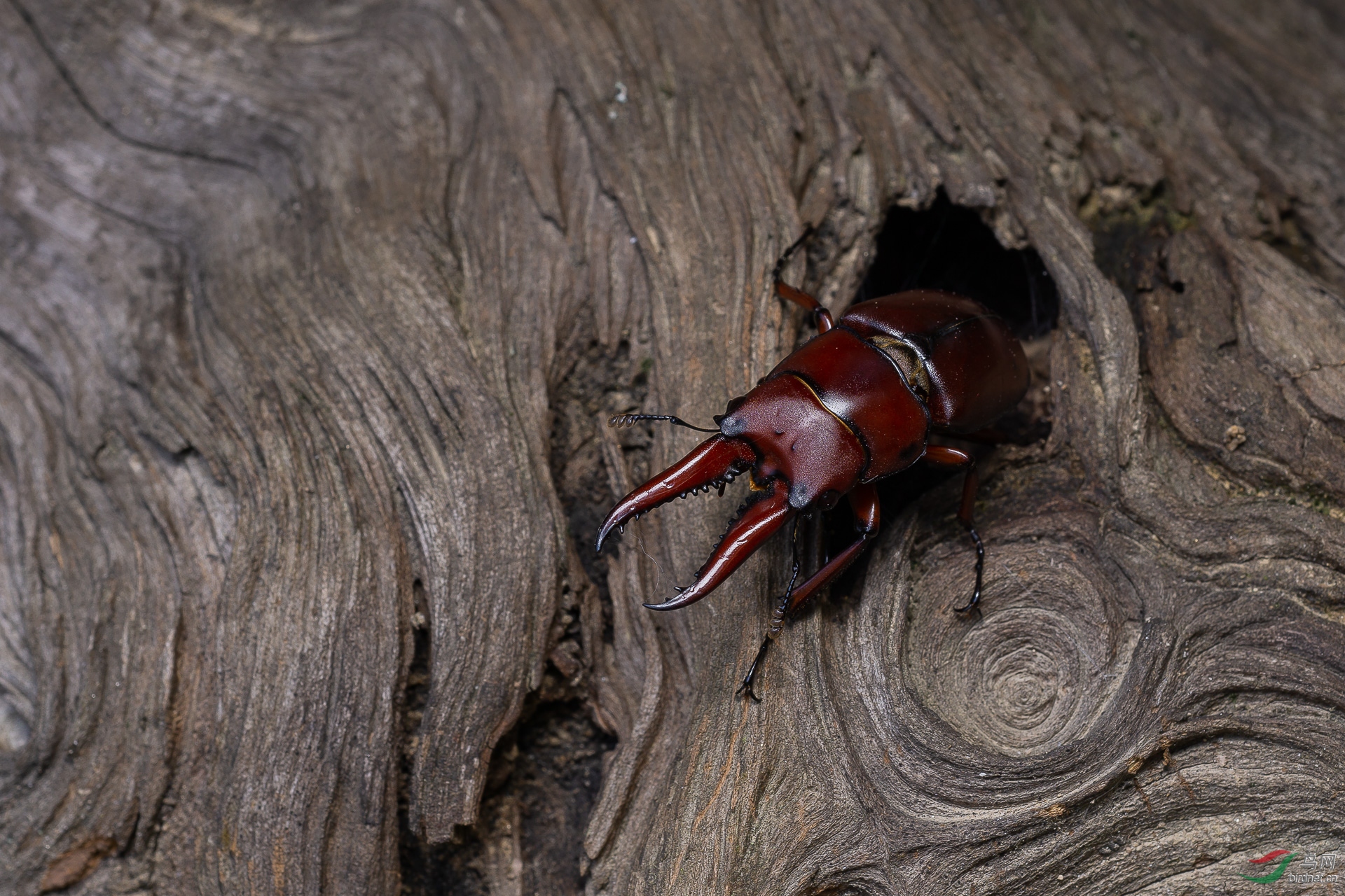 ����-021.�ܻ�ͥ15911728771 (4).JPG