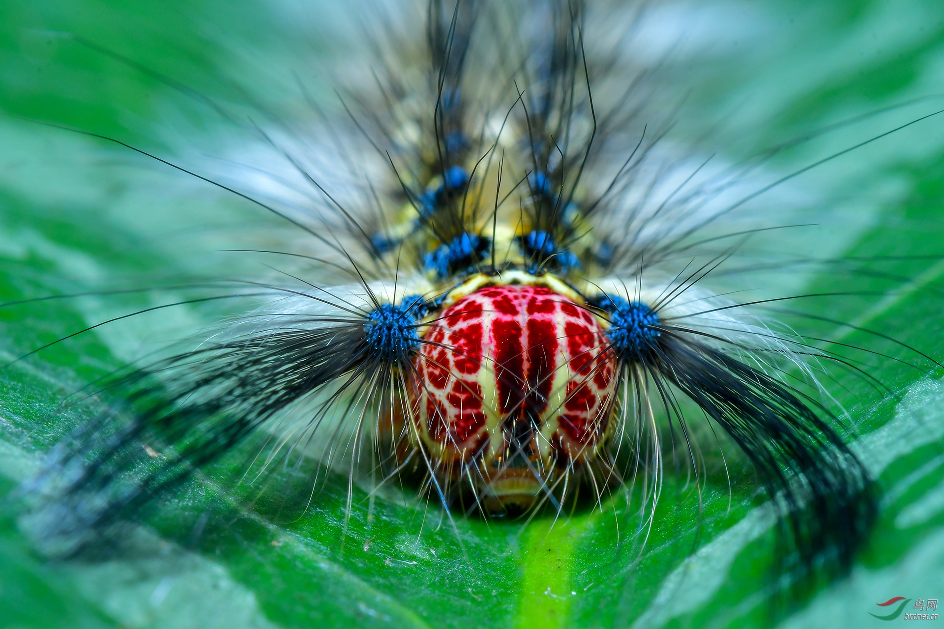 ����-063.DSC_7054����� 18787579537.JPG