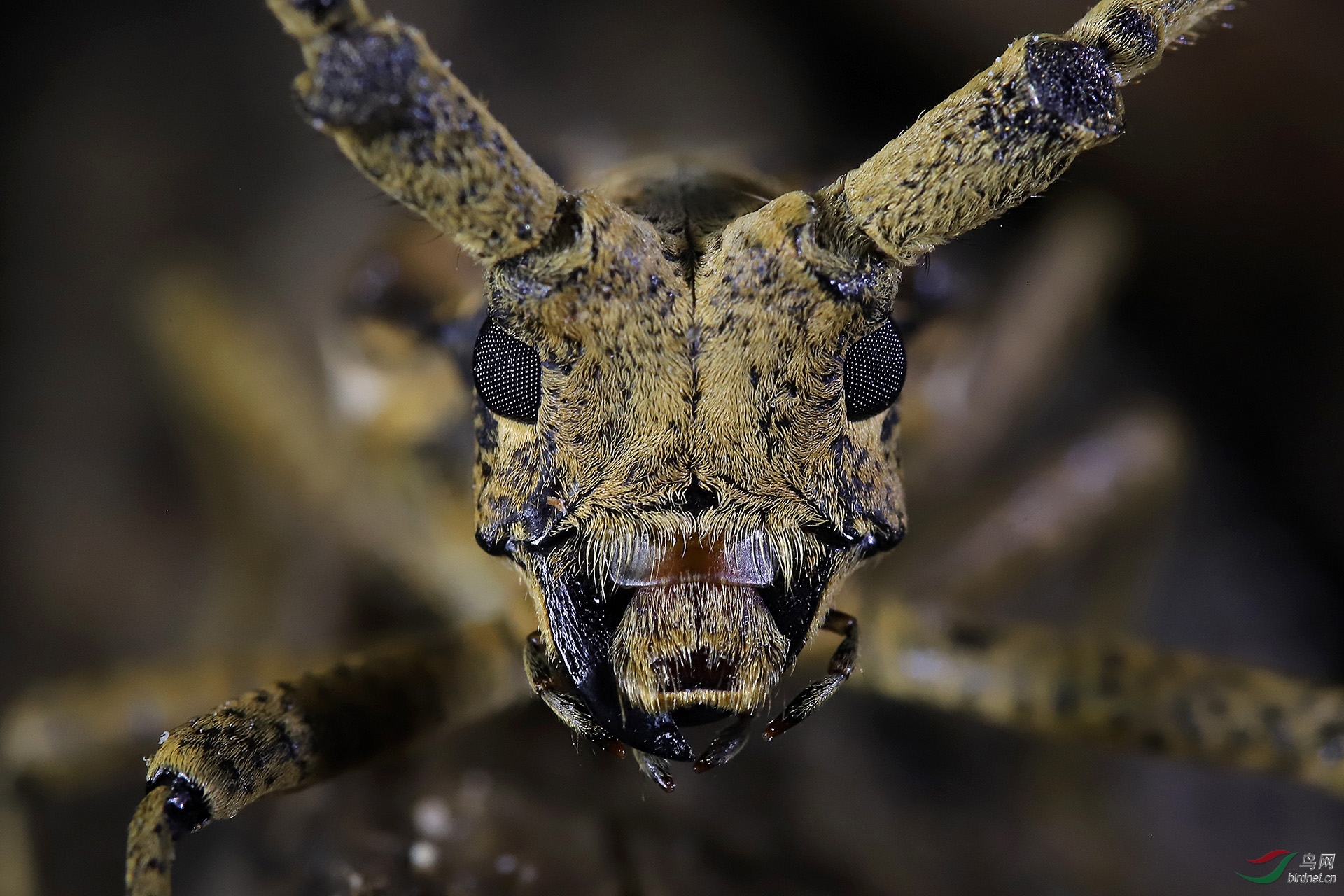 ���-051.������  18387567458 ��ţ.jpg