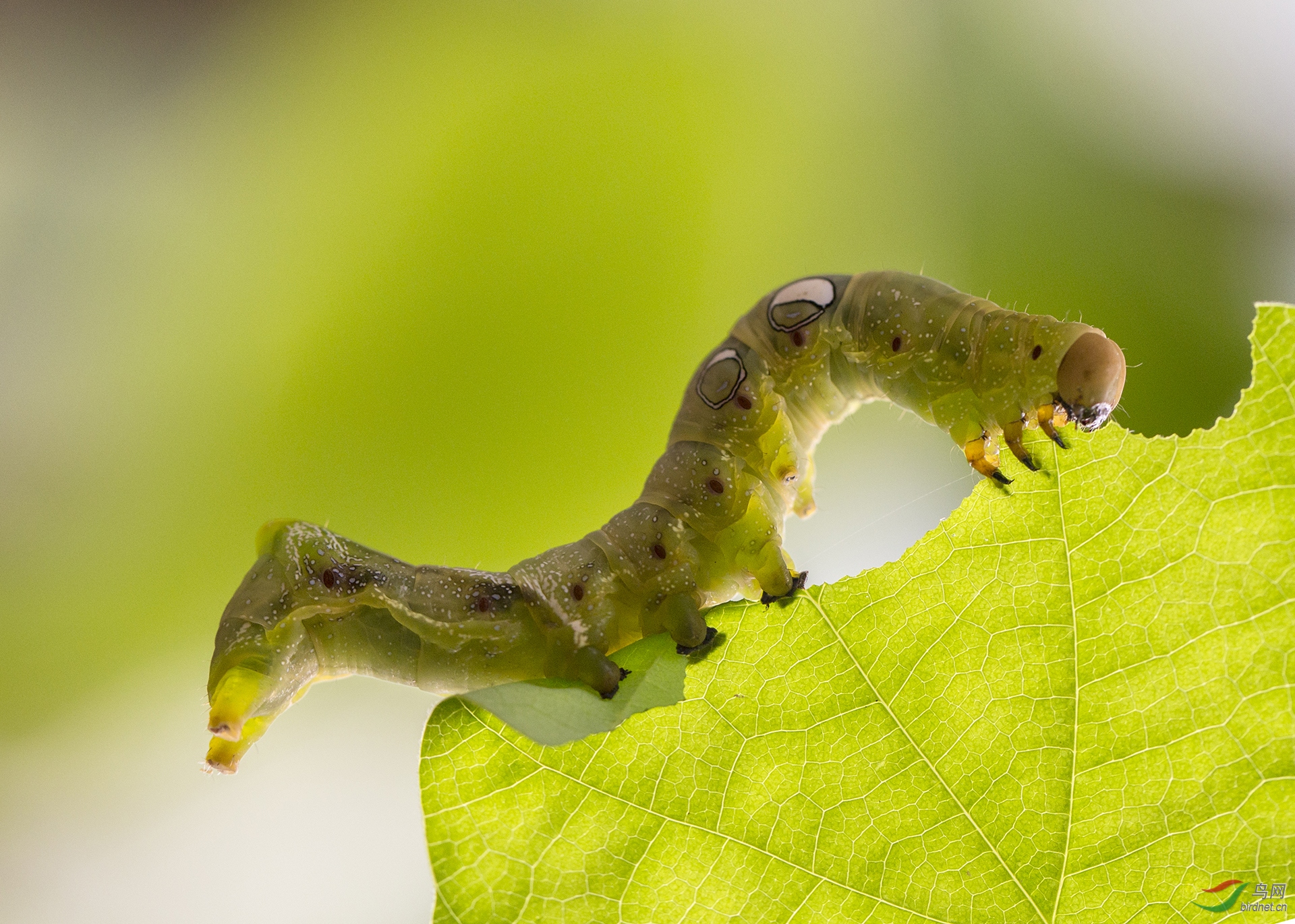 ���-157.��ʳ ���� 12397916995.jpg