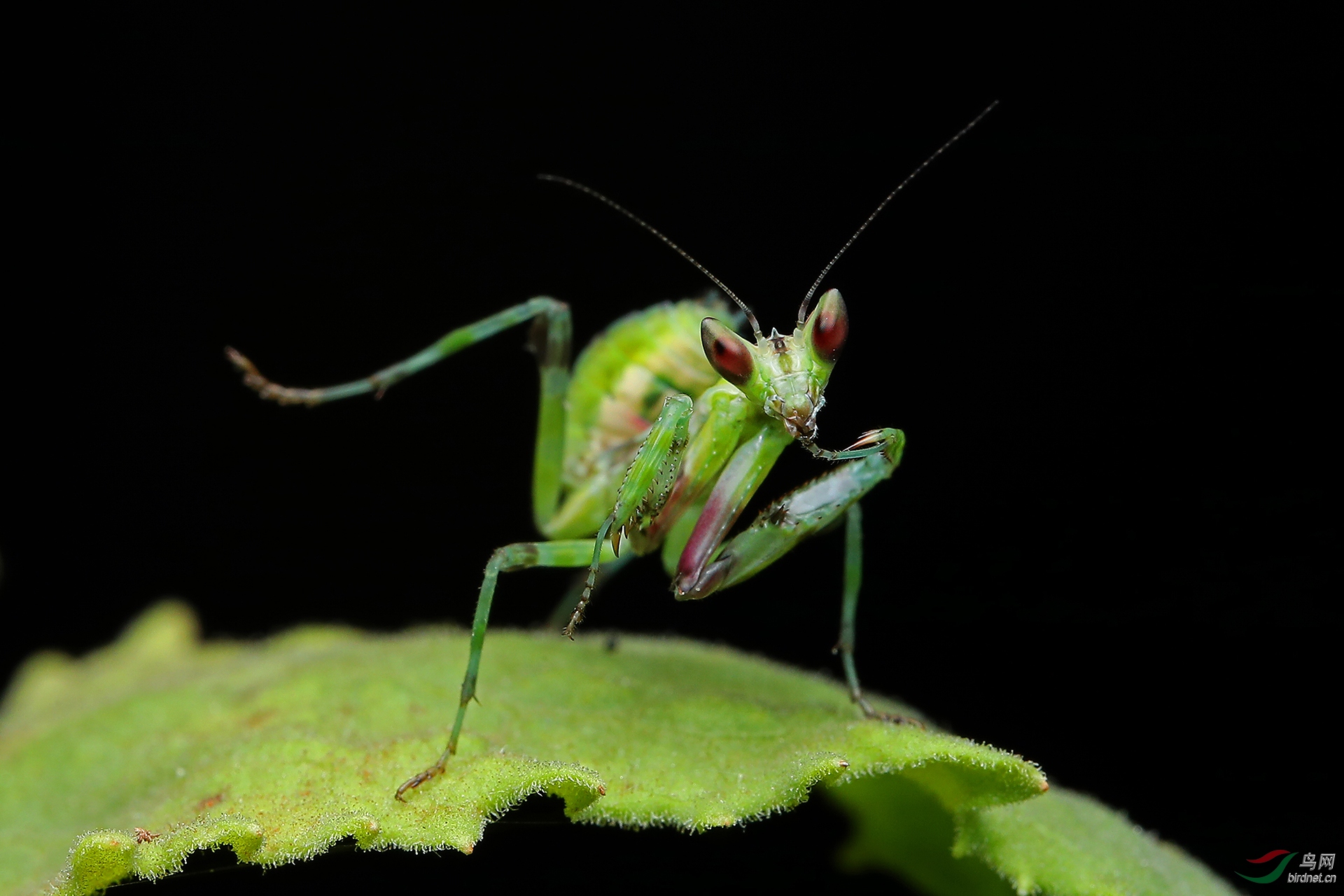 ��Χ-054.�ඦӯ  18313085964 �۰����   .JPG