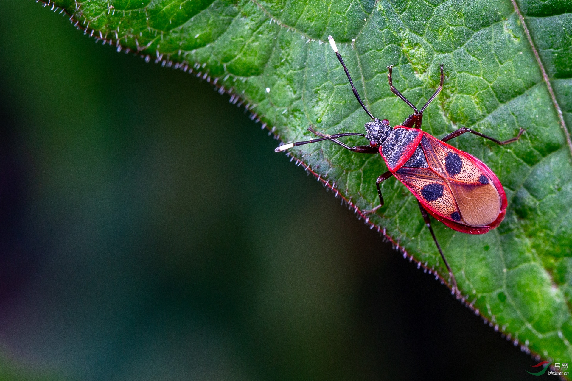 ��Χ-111.��һľ13368737382 (3).JPG