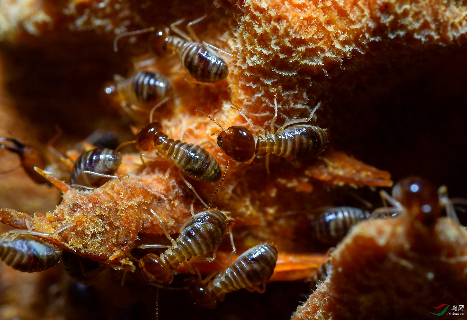 ����-073.DSC_8639����� 18787579537.JPG