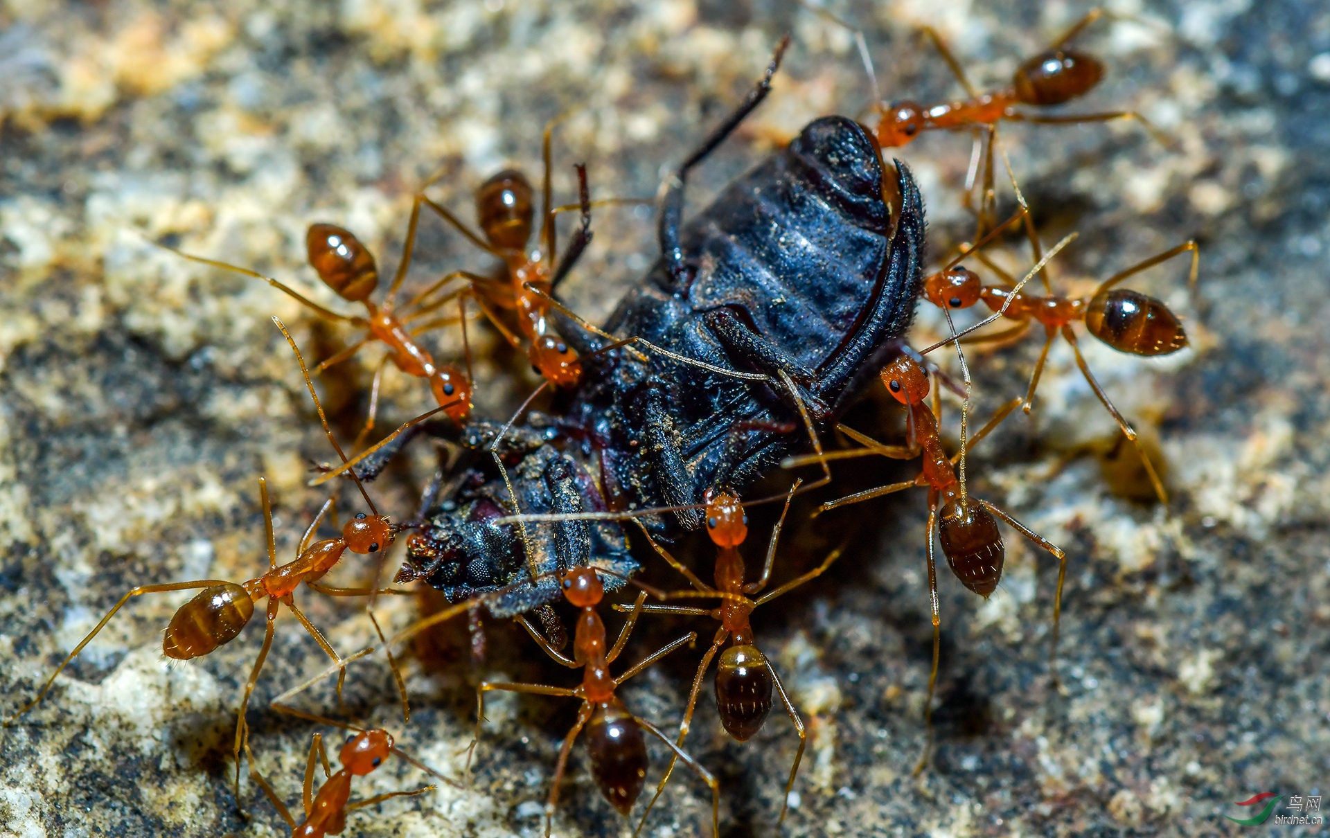 ����OK-067.DSC_7431����� 18787579537.JPG